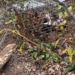 Dallas Fort Worth Wildlife Control - DFW Wildlife Control kindly took this little critter who became trapped over a holiday
