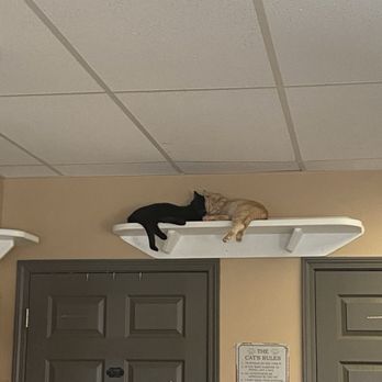 Kitty Brew Cat Cafe - Me n who - Two cats, one black and one orange, are lying on a white shelf mounted above a door, sleeping close together. - Pet Adoption Near Me - Mason, Ohio