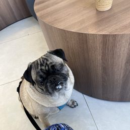I love Vietnamese coffee and my Pug loves whipped cream