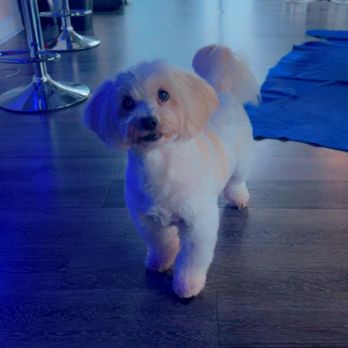 Puppy 4 U - Workin for treats - Pet Groomers Near Me - Los Angeles, California Puppy 4 U - Workin for treats - Pet Groomers Near Me - Los Angeles, California