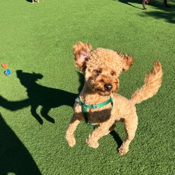 Tefani & So. Dogcare - Pet Sitting Near Me - San Francisco, California Tefani & So. Dogcare - Pet Sitting Near Me - San Francisco, California