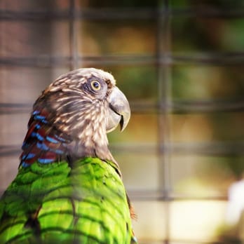 Micke Grove Zoo - Hawk headed parrot - Zoos Near Me - Lodi, California