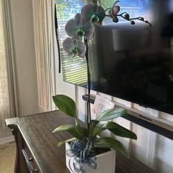 The Eustis Flower Shop
