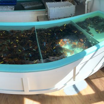 Wells Beach Lobster Pound - Lobster tank!!! - Seafood Near Me - Wells, Maine Wells Beach Lobster Pound - Lobster tank!!! - Seafood Near Me - Wells, Maine