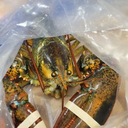 Lobster