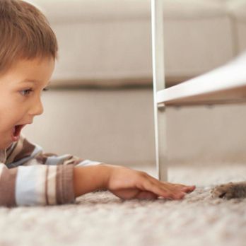 Apex Cleaning Services - Pet Treatment - Carpet Cleaning Near Me Apex Cleaning Services - Pet Treatment - Carpet Cleaning Near Me
