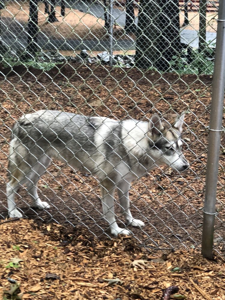Adirondack Animal Land 55 Photos 38 Reviews Zoos 3554 Hwy 30 Gloversville Ny United States Phone Number