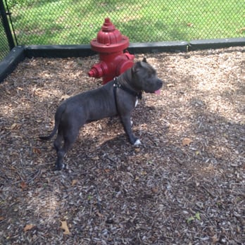 Runnemede Dog Park - Dog Parks Near Me - Runnemede, New Jersey
