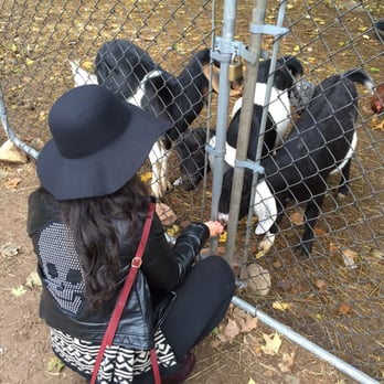 Demarest Farm - Playing with the goats - Farmers Market Near Me - Hillsdale, New Jersey Demarest Farm - Playing with the goats - Farmers Market Near Me - Hillsdale, New Jersey