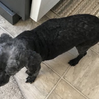 Pet Spa - Pet Groomers Near Me - Boise, Idaho Pet Spa - Pet Groomers Near Me - Boise, Idaho