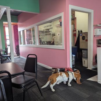 Lil' Tiger Ice Cream - Dogs! - Ice Cream & Frozen Yogurt Near Me - Seattle, Washington Lil' Tiger Ice Cream - Dogs! - Ice Cream & Frozen Yogurt Near Me - Seattle, Washington