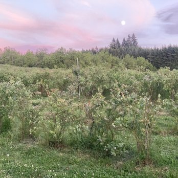 Grandma Dixie Place - Pick Your Own Farms Near Me - Brush Prairie, Washington
