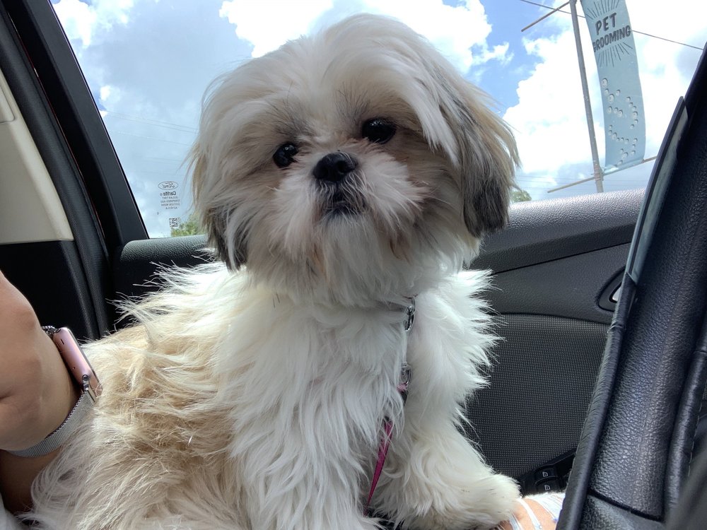 LUCKY DOG WASH WAGGIN’ Updated August 2024 26 Photos 819 New