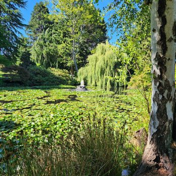 Beacon Hill Park - I love all of the lily pads here! - Parks Near Me - Victoria, British Columbia