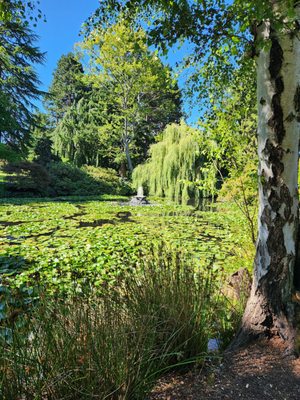 Beacon Hill Park by null