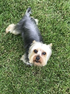 miss charlotte's pampered pets