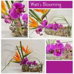 Watt's Blooming - Orchids and Birds of Paradise