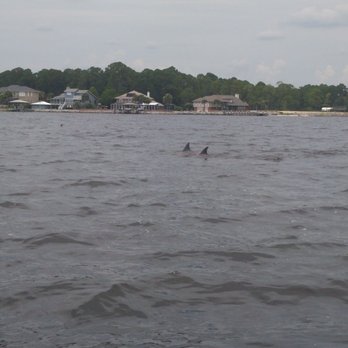 Last Cast Charters - Dolphins! Justin got us close. There was a baby and I loved him. - Boating Near Me - Destin, Florida