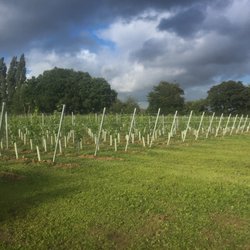 Hidden Spring Vineyard