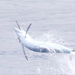 Blue marlin