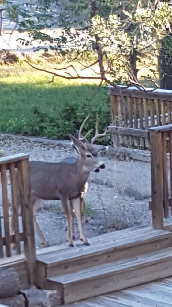 THE FEED STORE AT ALL 4 PETS 15 Photos Livestock Feed & Supply