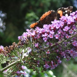 Insektenparadies Kleingarten