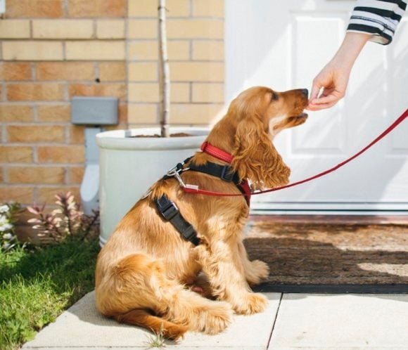 Haxy dog walker & pet seater - pet boarding facility in Cleveland, OH