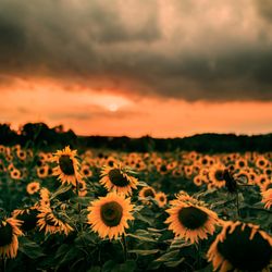 Pierson's Farm - Fall sunflower often seen September- October