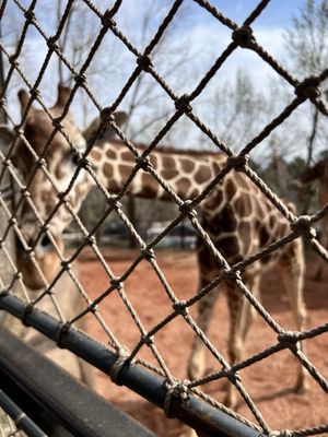 Cheyenne Mountain Zoo by null