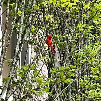 Hawthorne at Mills Gap - Loved the abundance and variety of birds that they attracted. - Apartments Near Me - Asheville, North Carolina Hawthorne at Mills Gap - Loved the abundance and variety of birds that they attracted. - Apartments Near Me - Asheville, North Carolina