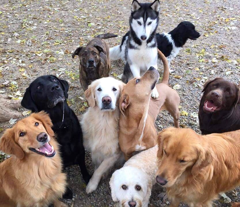 THE PUPPY PATCH Updated October 2024 11 Reviews 1481 US 22