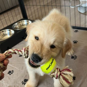 Golden Retriever Buddies - Pet Adoption Near Me Golden Retriever Buddies - Pet Adoption Near Me