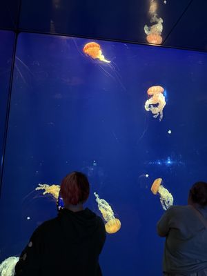 Wonders Of Wildlife National Museum & Aquarium by null