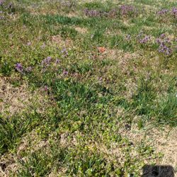 TruGreen Lawn Care - Purple