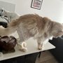 Photo of Bubbles & Bows Pet Grooming