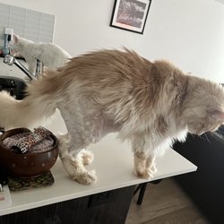 Bubbles & Bows Pet Grooming - Matte's shaved off nicely