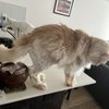 Bubbles & Bows Pet Grooming gift card