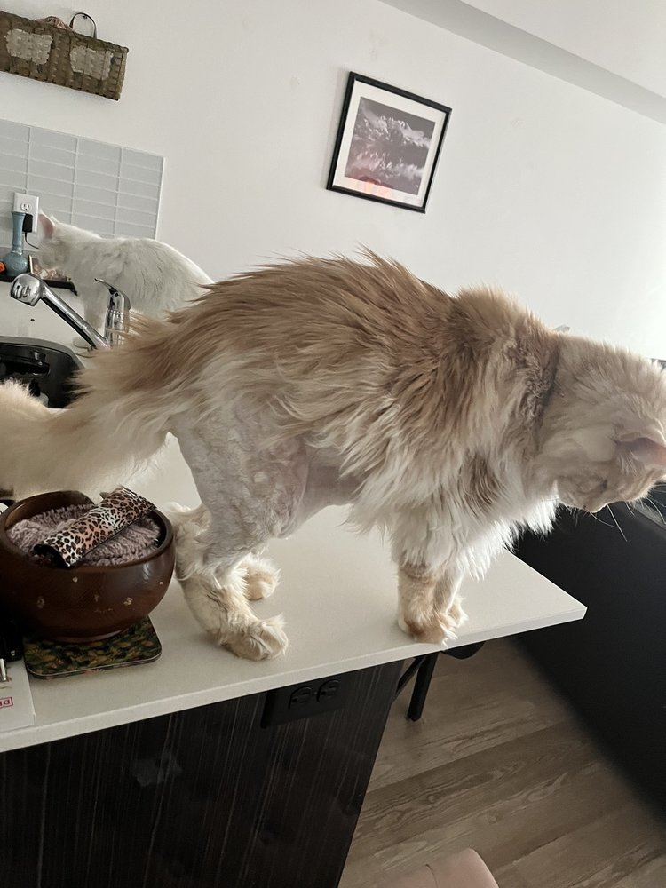 BUBBLES & BOWS PET GROOMING Updated October 2024 29 Photos & 36