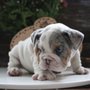 Socalbullys