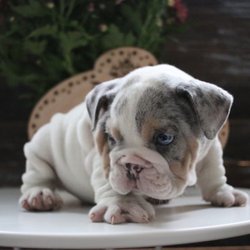Socalbullys