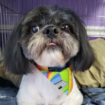 Puppy Le Pue - Pet Groomers Near Me - Elizabethtown, Kentucky Puppy Le Pue - Pet Groomers Near Me - Elizabethtown, Kentucky