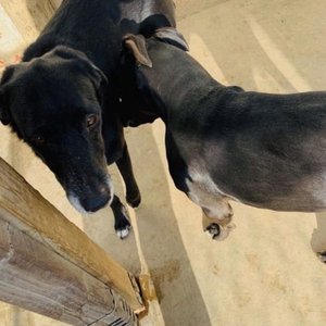 Abbie’s Dog House on Belmont on Yelp