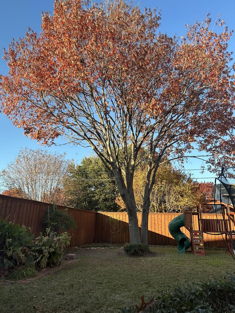S Green Tree Services - tree service in Dallas, TX