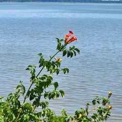 Chippokes State Park - Pretty flowers and plants