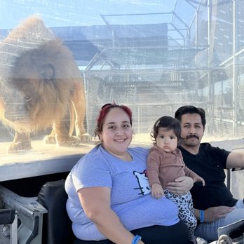 Lion Habitat Ranch - Photo op with lion - Zoos Near Me - Henderson, Nevada Lion Habitat Ranch - Photo op with lion - Zoos Near Me - Henderson, Nevada