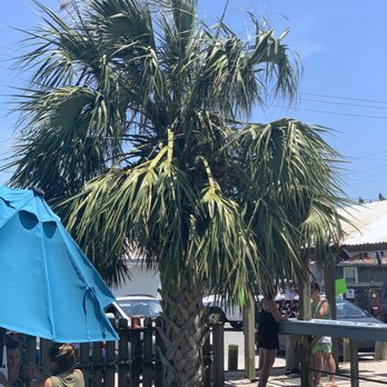 The Shark Shack - Seafood Near Me - Atlantic Beach, North Carolina The Shark Shack - Seafood Near Me - Atlantic Beach, North Carolina