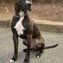 Photo of BARk K9