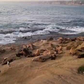La Jolla Cove - 7.5.20 - Parks Near Me - La Jolla, California La Jolla Cove - 7.5.20 - Parks Near Me - La Jolla, California