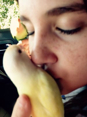 Bird Paradise by null