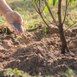 Quality Tree - Tree Fertilization